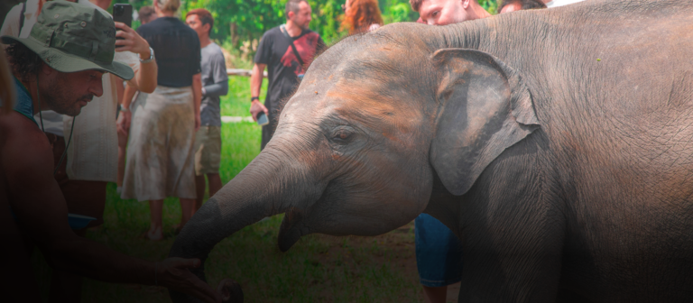 Half-Day Island Highlights + Elephant Camp Visit & Light Meal