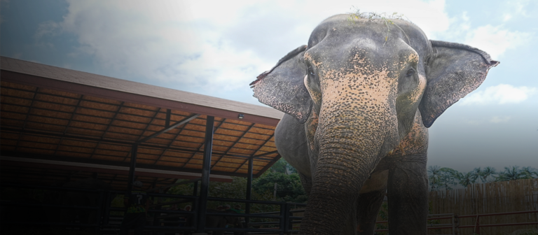 Elephant Sanctuary & Jungle Adventure with Lunch