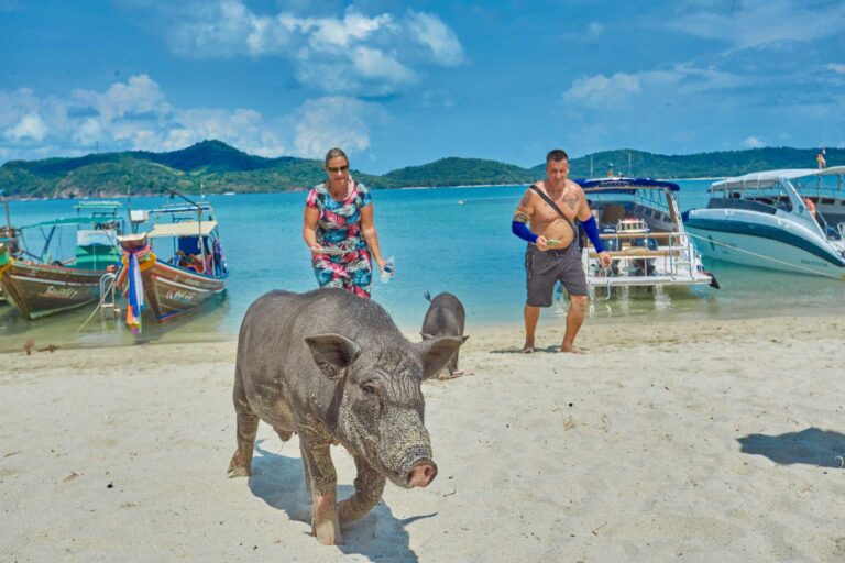 Private Pig Island & Snorkeling Trip by Speedboat